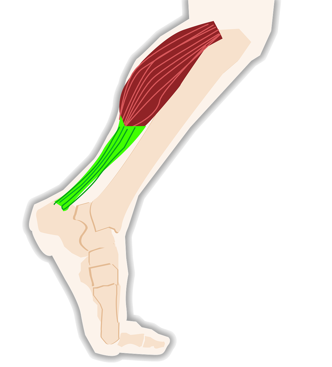 Autour des muscles et des articulations - ASF